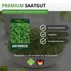 Gartenkresse Einfache Grüne Samen - Lepidium sativum - Produktbild-Vorschau 8