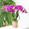 Orchidées Colibri | Orchidée Phalaenopsis violette - Voir les images du produit 15