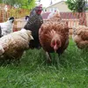 Frische Eier Freilandeier direkt vom Bauernhof Größe M Produktbild-Vorschau 6