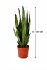 Sansevieria Zeylanica Bogenhanf ca. 100 cm – luftreinigende Produktbild-Vorschau 2