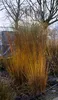 Stauden Gänge 1 x Molinia caerulea 'Heidezwerg' im 1 Liter Produktbild-Vorschau 6