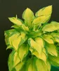 Hosta x fortunei 'Stenantha', Funkie, grün, ca. 11x11 cm Produktbild-Vorschau 13