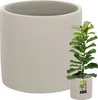 A large, light gray ceramic planter pot is shown next to a small potted fiddle-leaf fig plant. Podgląd zdjęcia produktu