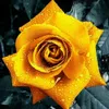 100 pièces Golden Rose graines de fleurs de croissance Voir les images du produit 3