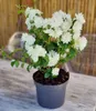 BALDUR Garten 1x Duftender Gartenjasmin 'Pearls of Produktbild-Vorschau 3