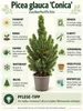 Zuckerhutfichten (Picea glauca 'Conica') in pot, totale Productafbeelding-voorbeeld 2