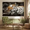 MuchoWow® Poster Tiger - Ruhend - Felsen 180x120 cm - Produktbild-Vorschau 3