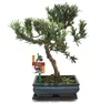 Bonsai cis pospolity - Podocarpus macrophyllus - ok. 8 lat Podgląd zdjęcia produktu 2