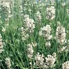 6 x Levanduľa 'Edelweiß' - Lavandula intermedia 'Edelweiss' Náhľad obrázku produktu 1