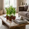 Areca Palme Dypsis Lutescens – 4 Pflanzen – Ø12cm – Höhe Produktbild-Vorschau 3