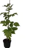 Rubaca (S) Himbeere sommertragend robust aromatisch 60-100 Produktbild-Vorschau 2