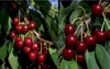 A collage of two images showing ripe cherries on branches with green leaves. Produktbild-Vorschau