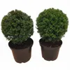2x Eiben Kugeln, Kugeleibe, 30-35 cm, Taxus baccata, Produktbild-Vorschau 2