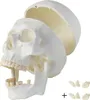 Schädel Anatomie Lebensgroß Modell Skelett Anatomisches Produktbild-Vorschau 4