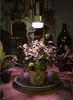 A plant is illuminated by a grow light, set on a table with other plants and bottles in the background. Anteprima dell’immagine prodotto
