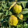 Cydonia oblonga 'Vranja', kdouľovec, 5 litrový kvetináč Náhľad obrázku produktu 2