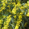 Bakker.com - Mimose der vier Jahreszeiten, Der topf / Ø 9cm Produktbild-Vorschau 1