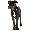 Hunter Halsband Magic Star Ökoleder schwaz S-M 50 cm Produktbild-Vorschau 6