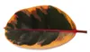 Rotbunter Gummibaum - Ficus elastica "Belize" - 17cm Topf Produktbild-Vorschau 3