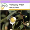 SAFLAX - Prawdziwy Krzew Herbaciany - 6 Nasiona - Camellia Podgląd zdjęcia produktu 7