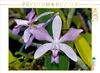 Calvendo Cattleya violacea rosea anelata 1000 Teile Puzzle Produktbild-Vorschau 3