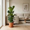 Ficus lyrata, noto anche come "ficus violino", pianta da Anteprima dell’immagine prodotto 4