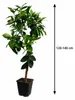 Citrus sinensis Sanguinello 120–140 cm – drzewko pomarańczy Podgląd zdjęcia produktu 5
