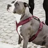 Kentucky Dogwear Hundegeschirr Aktiv Velvet, Größe:S, Produktbild-Vorschau 3