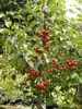 Malus hybr. 'Perpetu'® ('evereste'®) - Pomme d'ornement 60- Voir les images du produit 4