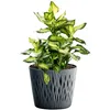 A potted plant with variegated green and yellow leaves sits in a textured gray planter. Produktbild-Vorschau
