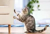 A cat is scratching a sofa in a living room. Podgląd zdjęcia produktu