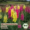 Samenliebe  Löwenmäulchen Samen | Bunte Blüten - Produktbild-Vorschau 4