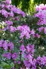 Rhododendron Hybride Graziella 30-40 cm, im Topf, immergrün Produktbild-Vorschau 10