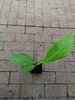 Musa Dajiao 30-60 cm - Banane Daijio - Banane à cuire - Voir les images du produit 3