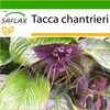 SAFLAX - kvet netopiera - Tacca chantrieri - 10 Semená - S Náhľad obrázku produktu 8