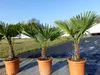 Hanfpalme "M" Palme Trachycarpus fortunei winterhart, Produktbild-Vorschau 5