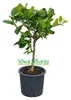 Pianta di Mandarino Satsuma Miyagawa (vaso - 20) Anteprima dell’immagine prodotto 1