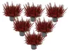 Calluna vulgaris – 6er-Set – Besenheide – Heidekraut – Produktbild-Vorschau 1