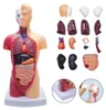 Modèle anatomique du corps humain - Mannequin - 15 pièces Voir les images du produit 1