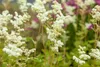 Filipendula ulmaria 'Plena', Mädesüß, gefüllt, ca. 9x9 cm Produktbild-Vorschau 3