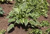 Hosta x fortunei 'Stenantha', Funkie, grün, ca. 11x11 cm Produktbild-Vorschau 4