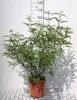 Vitex agnus-castus - Poivre du moine 60- 80 cm - conteneur Voir les images du produit 1