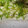 JBL Sansibar River 5kg - Substrat Mischung JBL Produktbild-Vorschau 4