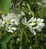 Erlenblättrige Felsenbirne ´SMOKY´ (Amelanchier) 30-40 cm, Produktbild-Vorschau 5