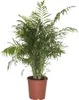 Bloomique - Chamaedorea Elegans - Palmier d'intérieur - Voir les images du produit 1