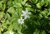 Anemone nemorosa, Buschwindröschen, weiß, ca. 9x9 cm Topf Produktbild-Vorschau 9