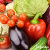 Balíček zeleninových semen – 25 kulinářských odrůd - Náhled obrázku produktu 6