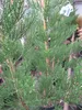 Sequoiadendron giganteum Greenpeace - Riesen-Mammutbaum Produktbild-Vorschau 3