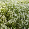 Plants by Frank | 60 Filziges Hornkraut Pflanzen | Produktbild-Vorschau 2