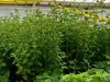 Oregano Pflanze            Origanum vulgare Produktbild-Vorschau 3
